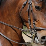 Close-up, horse with a portuguese bridle. Hausjärvi, May 2008.
