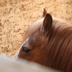A Pony taking a nap.